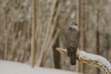 Northern Goshawk. Hnsehauk