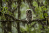 Northern Hawk Owl. Haukugle