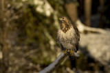 Common Buzzard. Musvk