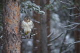 Common Buzzard. Musvk