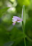 Rose Pogonia Orchid