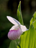 Showy Lady's Slipper Orchid