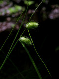 Sallow Sedge (Carex lurida)