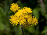 Field Hawkweed