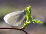 West Virginia White Butterfly