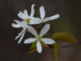 Shadbush Tree