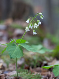 Two-leaved Toothwort