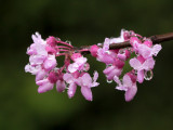 Redbud Tree