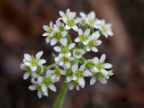 Early Saxifrage