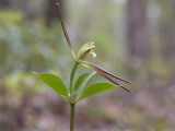 Large Whorled Pogonia Orchid