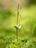 Southern Twayblade Orchid