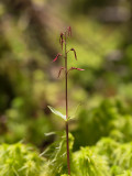 Southern Twayblade Orchid