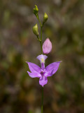 Grass Pink Orchid