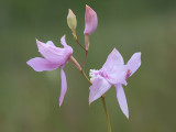 Grass Pink Orchid