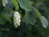 Hop Hornbeam Tree