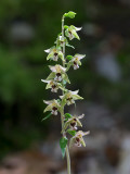 Helleborine Orchid