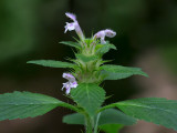 Hemp Nettle