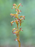 Spotted Coralroot Orchid