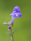 Downy Skullcap