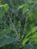 False Nettle