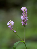 Long-bristled Smartweed