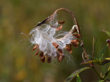 Swamp Milkweed Seeds