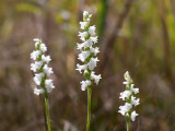 Nodding Ladies-tresses Orchid