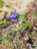 Fringed Gentian