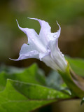 Jimsonweed