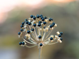 Wild Leek Seeds