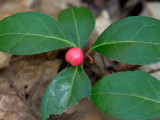 Wintergreen