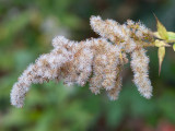 Rough-stemmed Goldenrod