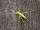 Meadow Katydid