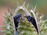 Jimsonweed Seeds