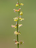 Sheep Sorrel