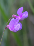 Marsh Vetchling