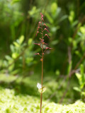 Southern Twayblade Orchid