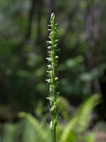 Huron Green Orchid