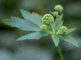 Maryland Black Snakeroot