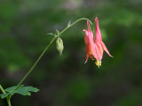 Columbine