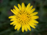 Goatsbeard
