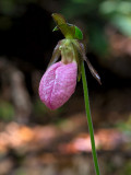 Pink Lady's Slipper Ochid