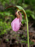 Pink Ladys Slipper Orchid