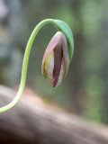 Pink Lady's Slipper Orchid Bud