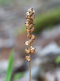 Downy Rattlesnake Plantain Orchid Seedpod