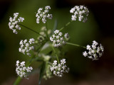 Hemlock Parsley