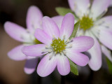 Sharp-Lobed Hepatica