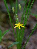 Yellow Stargrass