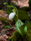 Albino Pink Lady's Slipper Orchid