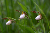 Andrew's Lady's Slipper Orchid